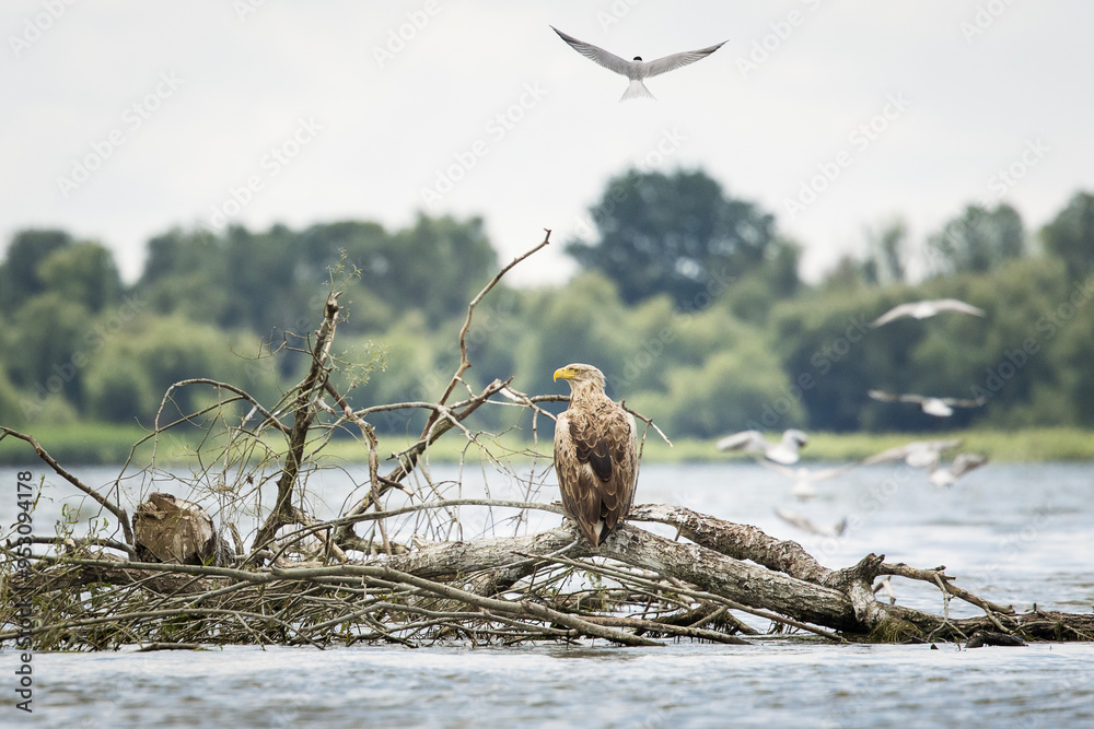 White tailed eagle in wild nature