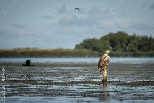 White tailed eagle in wild nature