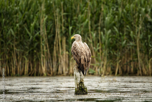 White tailed eagle in wild nature