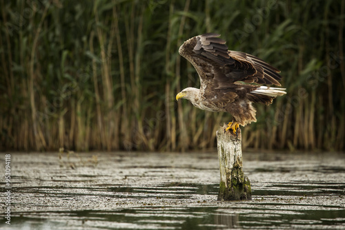 Obraz na płótnie White tailed eagle chased by a craw w salonie