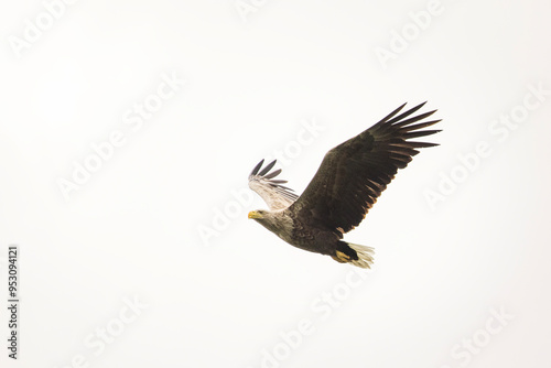 Obraz na płótnie White tailed eagle in wild nature w salonie