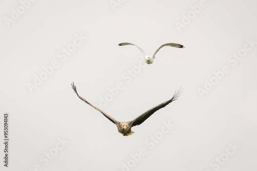 Obraz na płótnie White tailed eagle in wild nature w salonie
