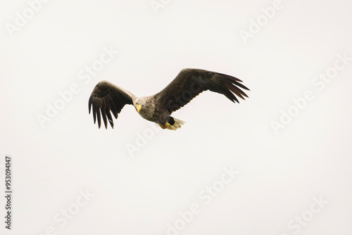 Obraz na płótnie White tailed eagle in wild nature w salonie