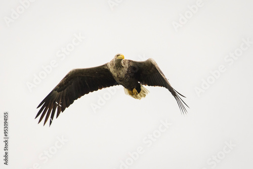 Obraz na płótnie White tailed eagle in wild nature w salonie