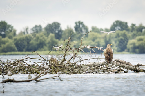 Obraz na płótnie White tailed eagle in wild nature w salonie