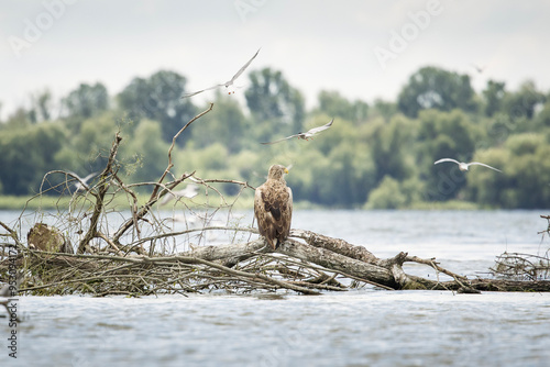 Obraz na płótnie White tailed eagle in wild nature w salonie
