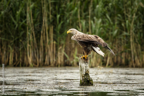 Obraz na płótnie White tailed eagle in wild nature w salonie