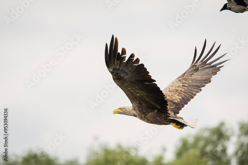 White tailed eagle chased by a craw photo