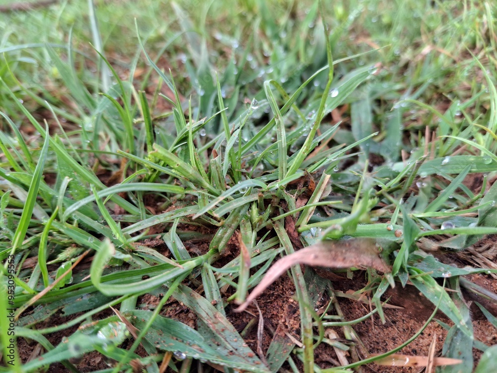 Grass on humus grass growing on humus soil is often quite healthy and