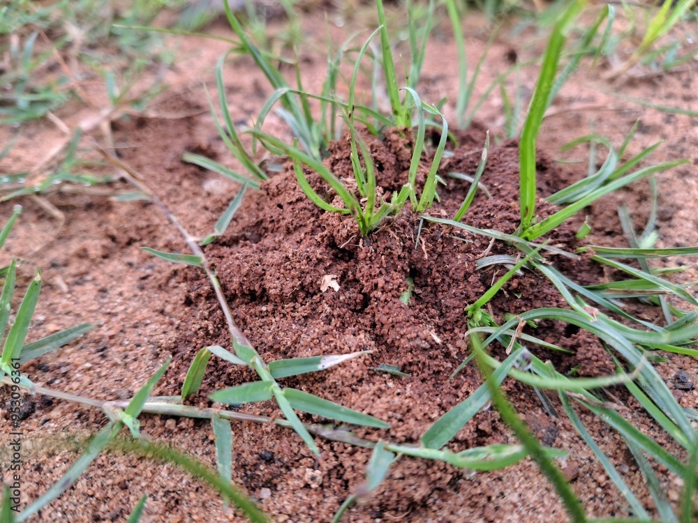 Grass on humus grass growing on humus soil is often quite healthy and