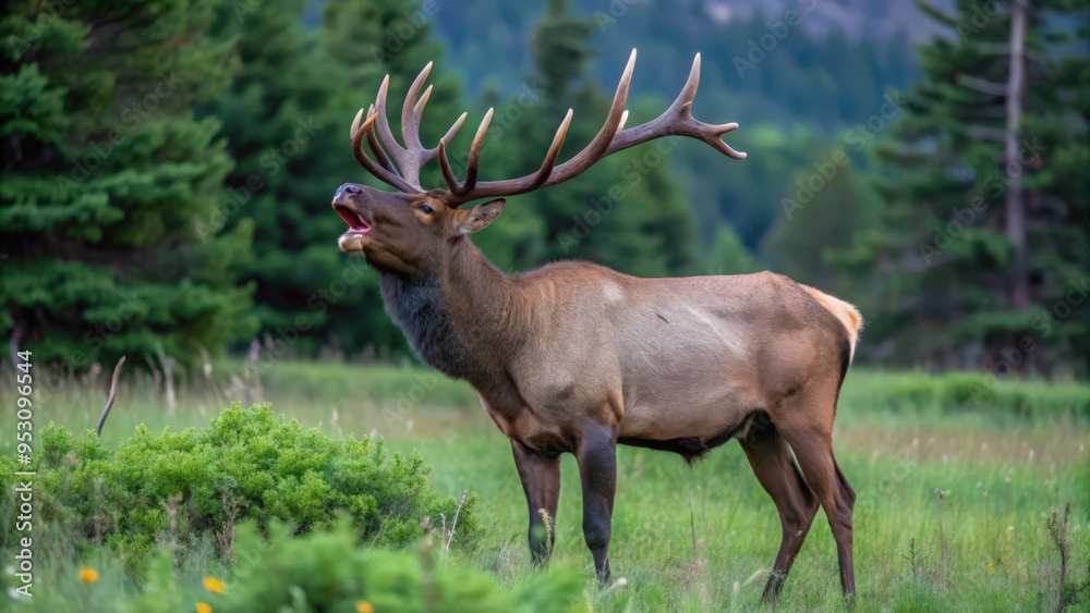 Obraz premium A Bull Elk With Large Antlers Roaring in a Meadow