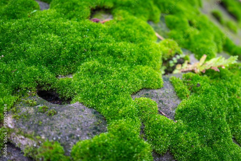Obraz premium The beautiful green moss is on the rock stone. Moss close-up. Beautiful moss wallpaper.