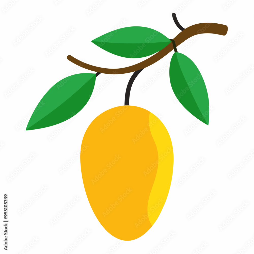 Mango fruit with leaves hanging under mango tree branch