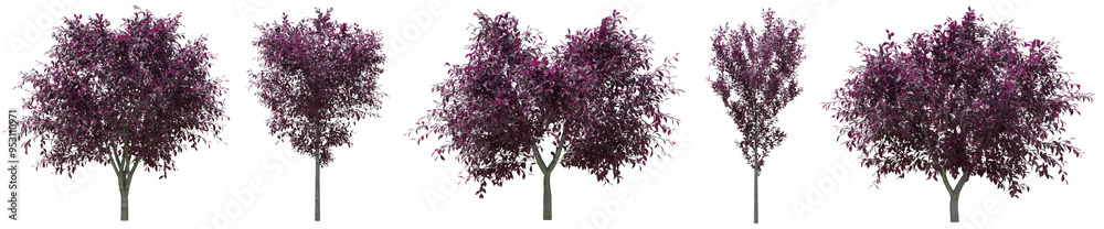 Φωτογραφία Collection of realistic Prunus Cerasifera Nigra or Black Cherry Plum trees with isolated on transparent background
