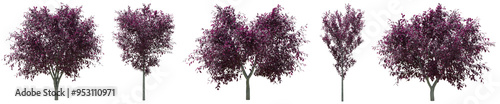 Photos Collection of realistic Prunus Cerasifera Nigra or Black Cherry Plum trees with isolated on transparent background