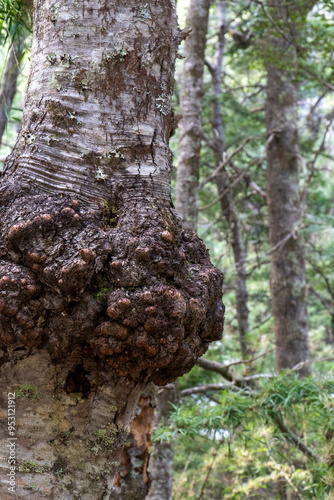 Close-up shot of a large burl on a tree trunk in a dense forest. The image captures the intricate textures and patterns of the burl against the backdrop of blurred trees and greenery. 