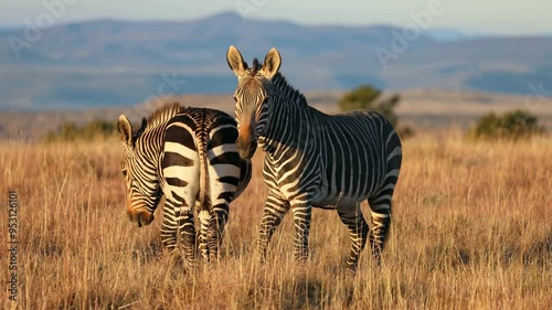 Cape mountain zebras (Equus zebra) in grassland at sunrise, Mountain Zebra National Park, South Africa