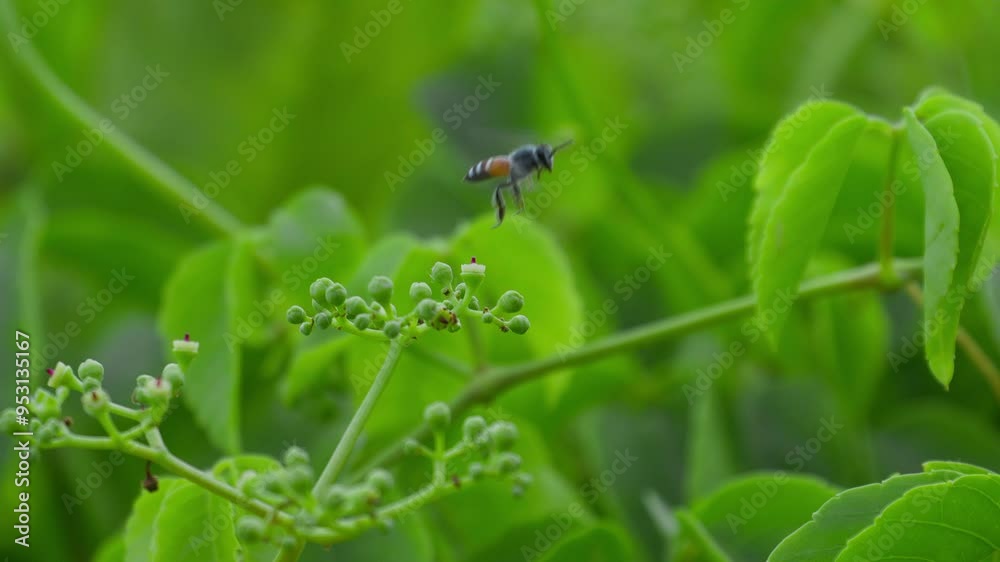 Close-up of a wasp flying around a flower cluster, collecting nectar on the pollen during the day. Slow motion Close-up of a wasp flying around a flower cluster, collecting nectar on the pollen during the day. Slow motion
