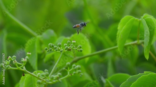 Close-up of a wasp flying around a flower cluster, collecting nectar on the pollen during the day. Slow motion