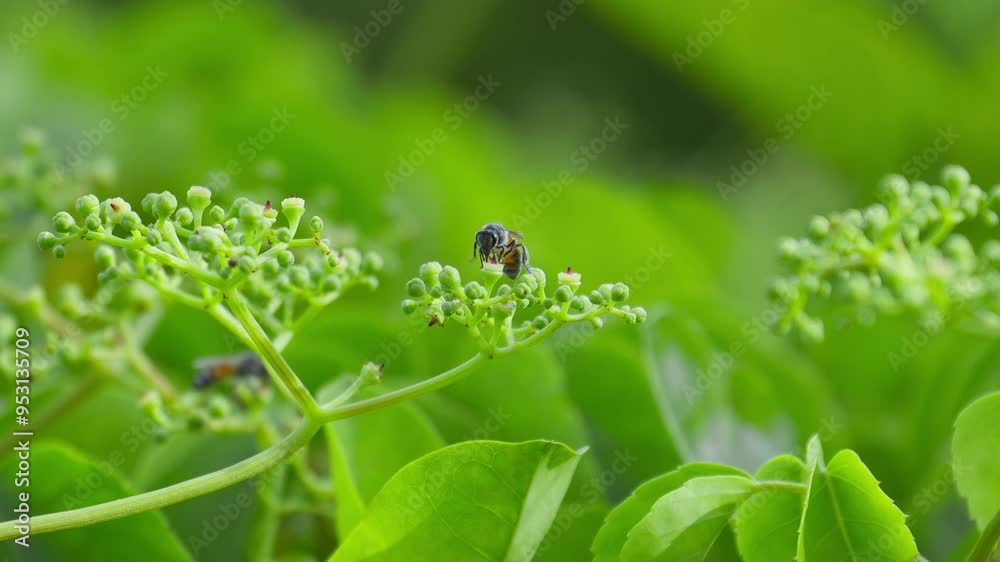 Close-up of a wasp flying around a flower cluster, collecting nectar on the pollen during the day. Slow motion Close-up of a wasp flying around a flower cluster, collecting nectar on the pollen during the day. Slow motion