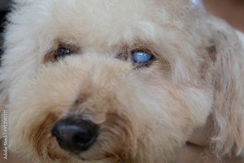 Old toy poodle pet dog suffering from advanced cataract problem on her left eye.