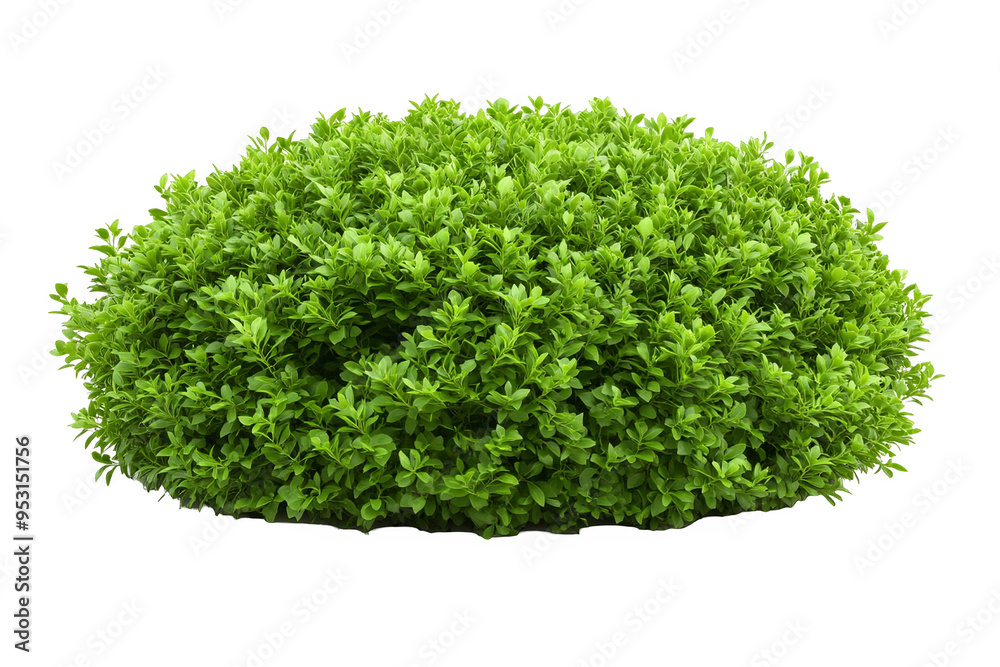 Fototapeta premium A lush green bush with small leaves, isolated on a white transparent background.