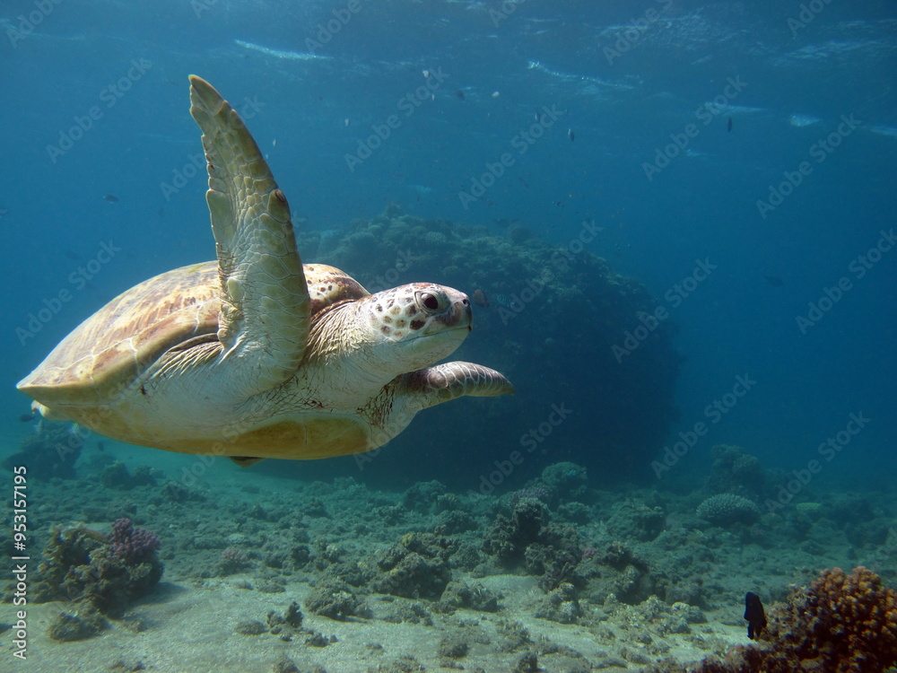 Obraz premium Green turtles are the largest of all sea turtles. A typical adult is 3 to 4 feet long and weighs between 300 and 350 pounds.
