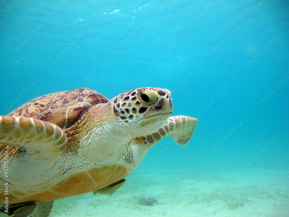 Obraz premium Big Green turtle . Green turtles are the largest of all sea turtles. A typical adult is 3 to 4 feet long and weighs between 300 and 350 pounds.