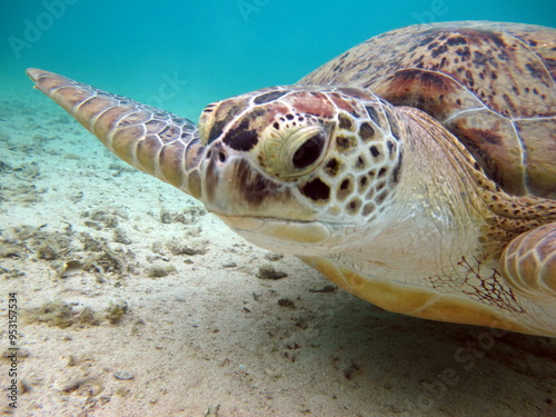 Big Green turtle . Green turtles are the largest of all sea turtles. A typical adult is 3 to 4 feet long and weighs between 300 and 350 pounds.