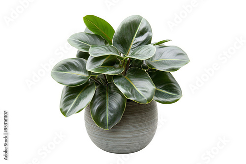 A potted rubber plant with dark green leaves in a light grey pot.