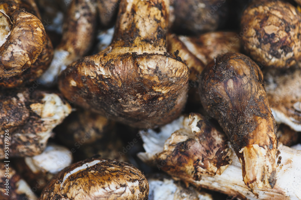Wild Tricholoma matsutake mushroom in China Wild Tricholoma matsutake mushroom in China