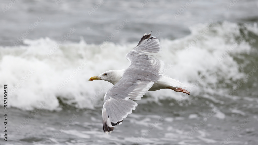 Seagull flying