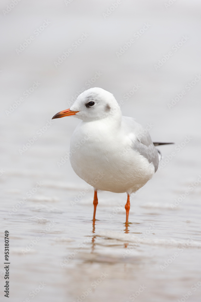 Seagull standing Seagull standing