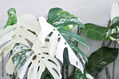 Monstera Albo or Monstera, Herricane plant or Swiss cheese or bicolor Monstera or white leaf photo