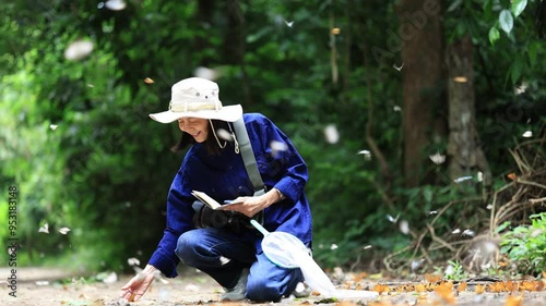 Asian biologist is collecting data in forest field study of mud puddling phenomenon butterflies sapping on salt and mineral during summer on mating season for tropical rainforest wild entomology