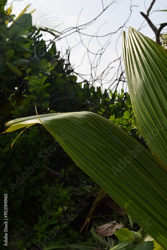 Palm tree leaf and jungle background in Maldives