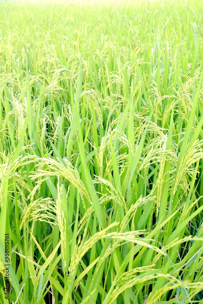 rice background for art work
green wheat field
grass
green grass in the wind
rice rice background for art work
green wheat field
grass
green grass in the wind
rice
