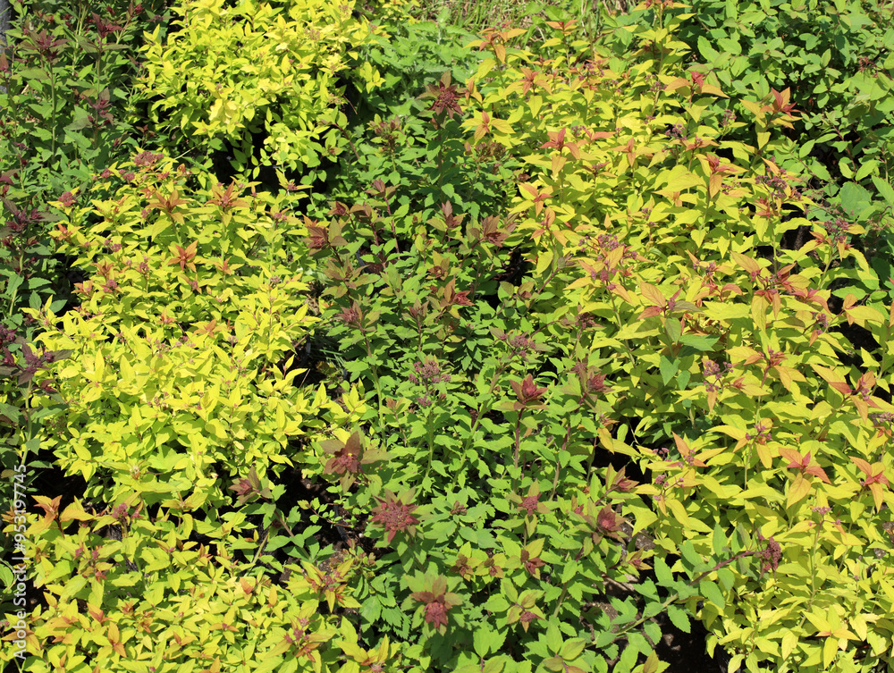 young spirea bushes with yellow and green leaves are gaining color young spirea bushes with yellow and green leaves are gaining color