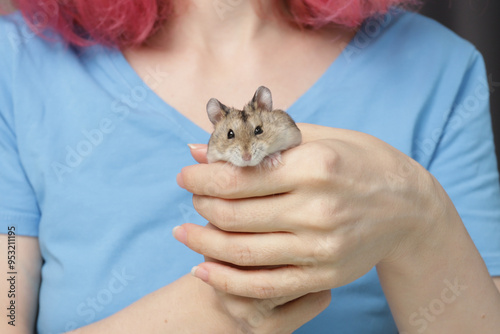 Cute hamster in hands, baby pet cuddly, paw and tail fuzzy. photo