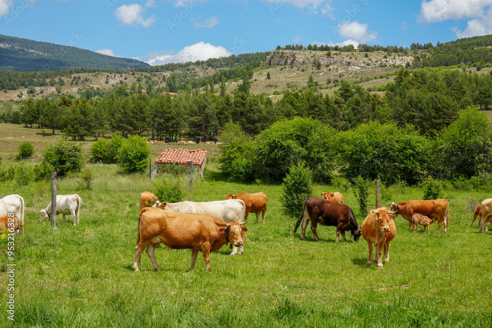 Spring landscape with cows in Alcala de la Selva Teruel province Aragon Spain Spring landscape with cows in Alcala de la Selva Teruel province Aragon Spain