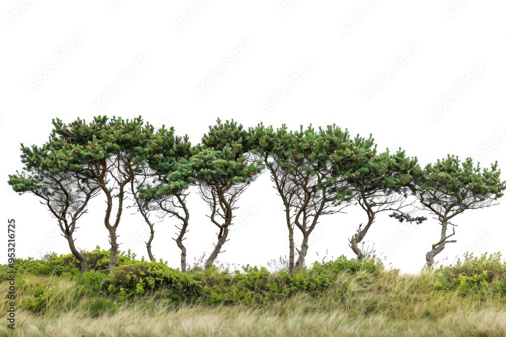 Fototapeta premium Group of trees standing tall amidst lush green grass