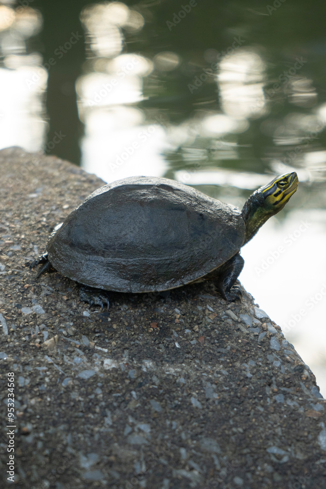 Obraz premium Special turtle, colorful head, Southeast Asian turtle in Lumpini Park, Bangkok
