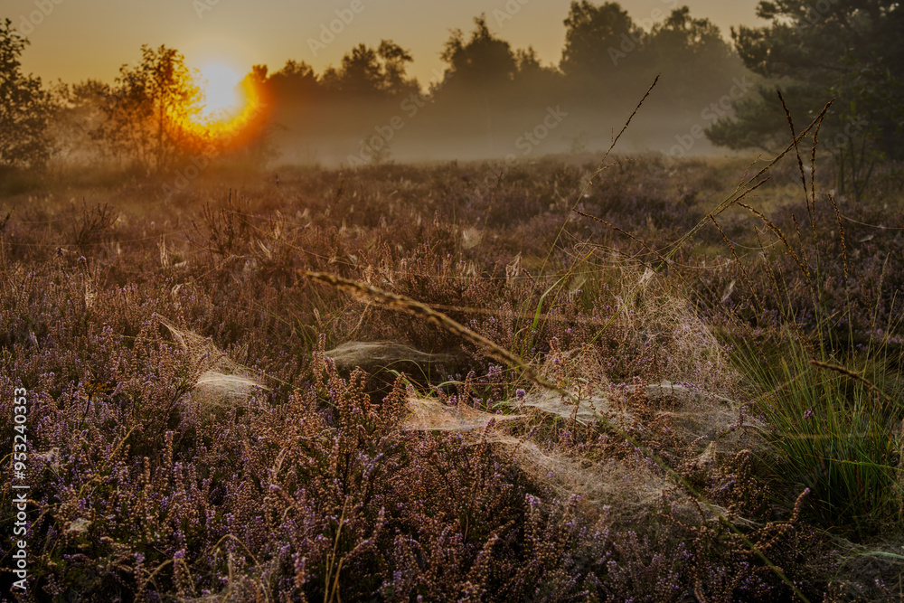 wschód słońca nad wrzosowiskiem