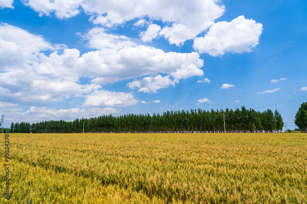 Wheat is growing in the field ,The wheat fields are under the blue sky and white clouds Wheat is growing in the field ,The wheat fields are under the blue sky and white clouds