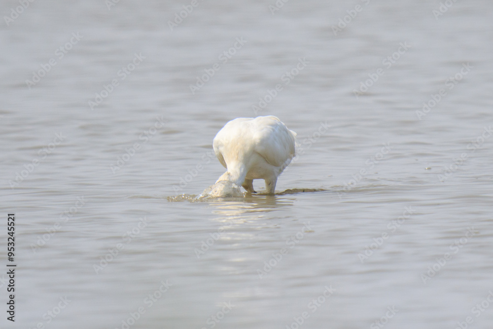 Black-faced Spoonbill Hunting: A Graceful Predator in Action