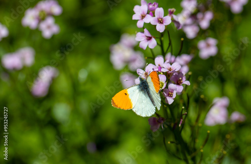 butterfly macrocharis cardamineso photography nature flower, Anthocharis cardamines photo