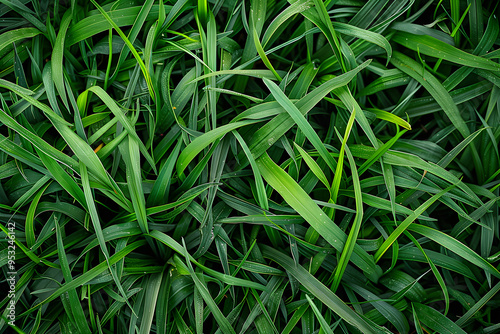 Fresh and vibrant grass background with rich green hues creating a lively and natural outdoor atmospher