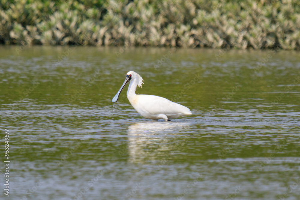 Close-Up of Black-Faced Spoonbill Standing in Water, Mai Po Natural Reserve, Hong Kong Close-Up of Black-Faced Spoonbill Standing in Water, Mai Po Natural Reserve, Hong Kong