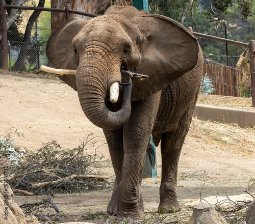 An Elephant in a zoo located in California photo