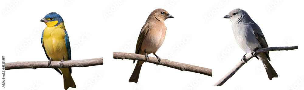 Fototapeta premium Three birds standing on tree branches in a transparent background